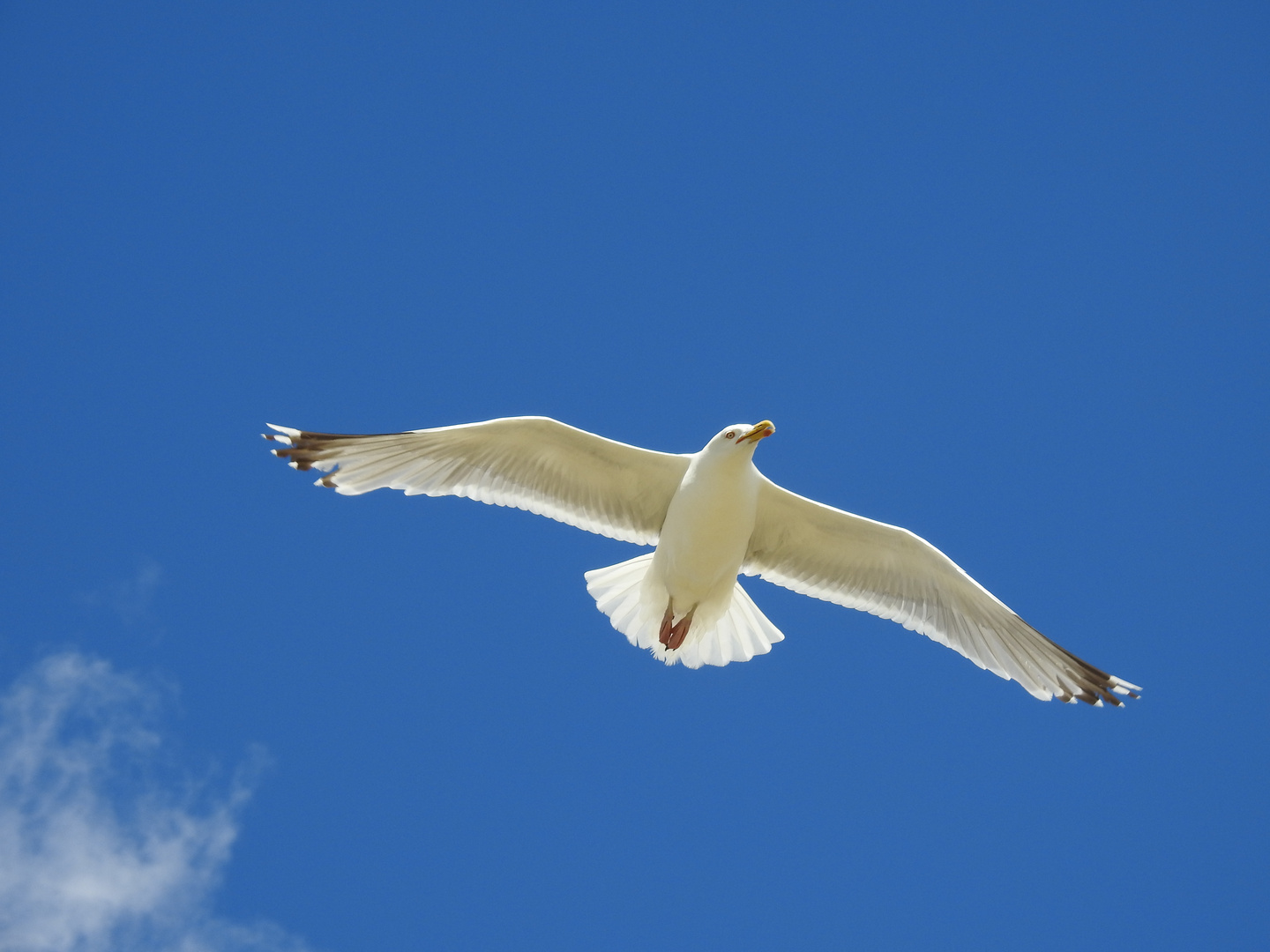 Möwe über Langli