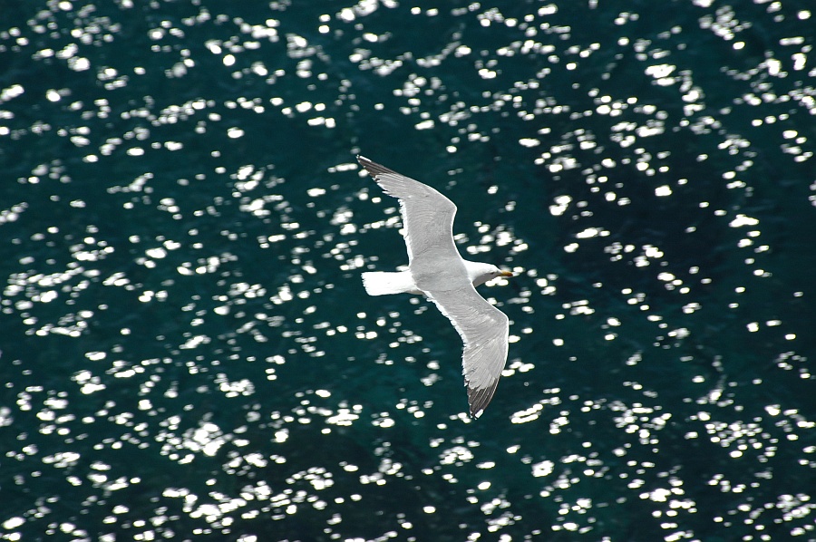 Möwe über liparischen Wassern