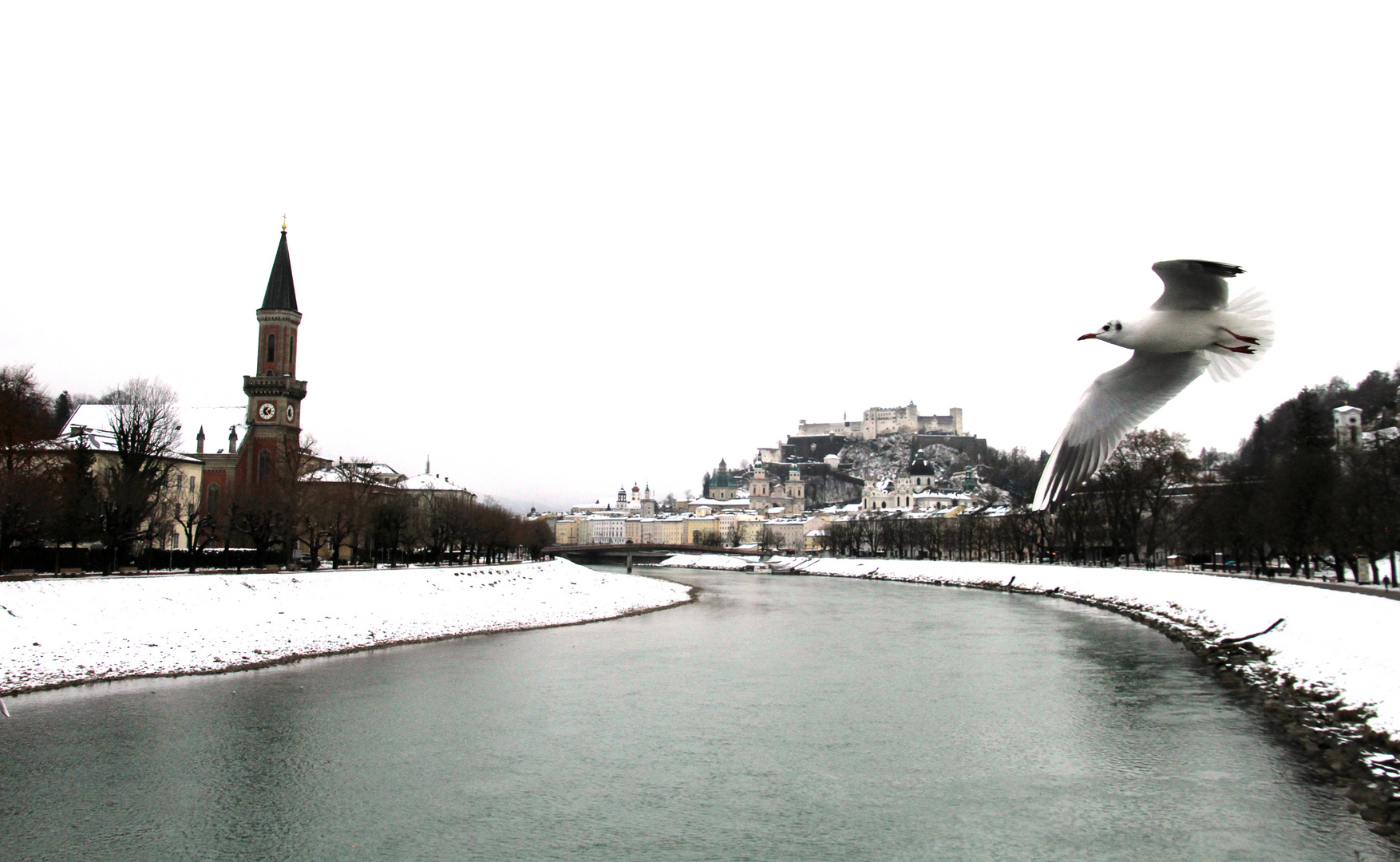 Möwe über Salzburg City