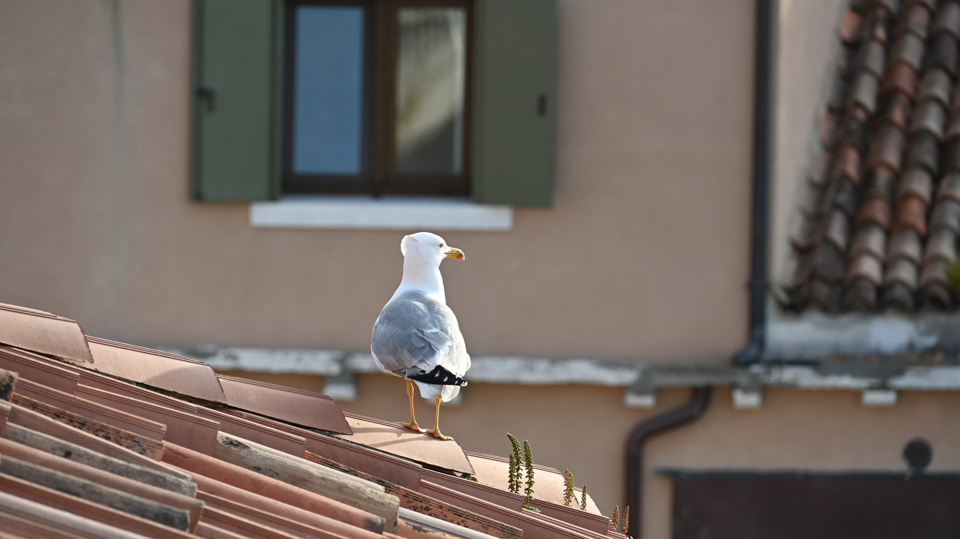 Möwe über Venedig's Dächern