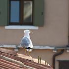 Möwe über Venedig's Dächern