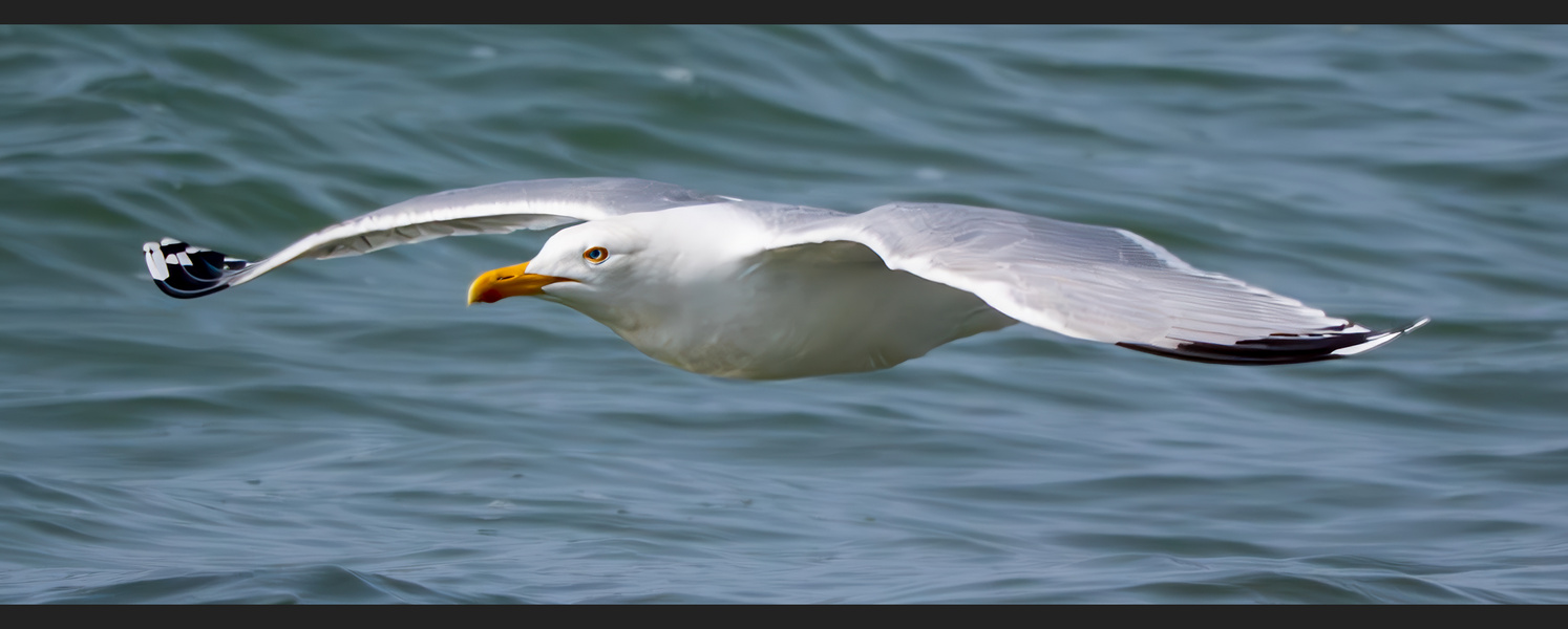Möwe über Wasser