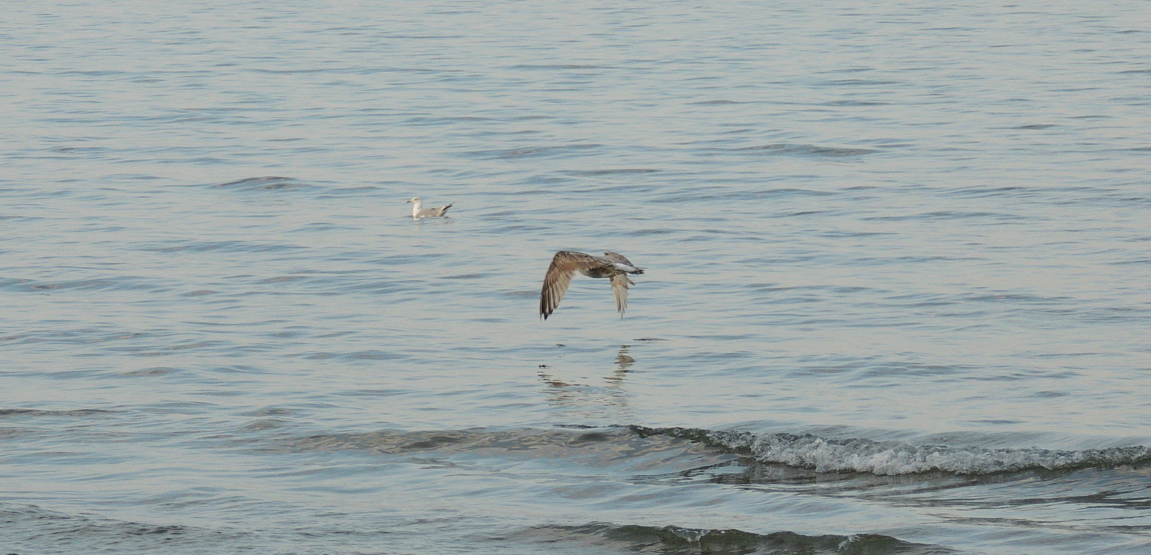 Möwe über wasser