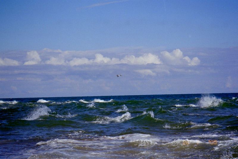 Möwe über Wasser