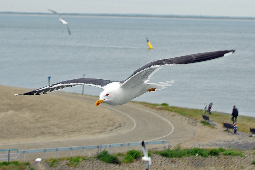 Möwe umkreist das Schiff