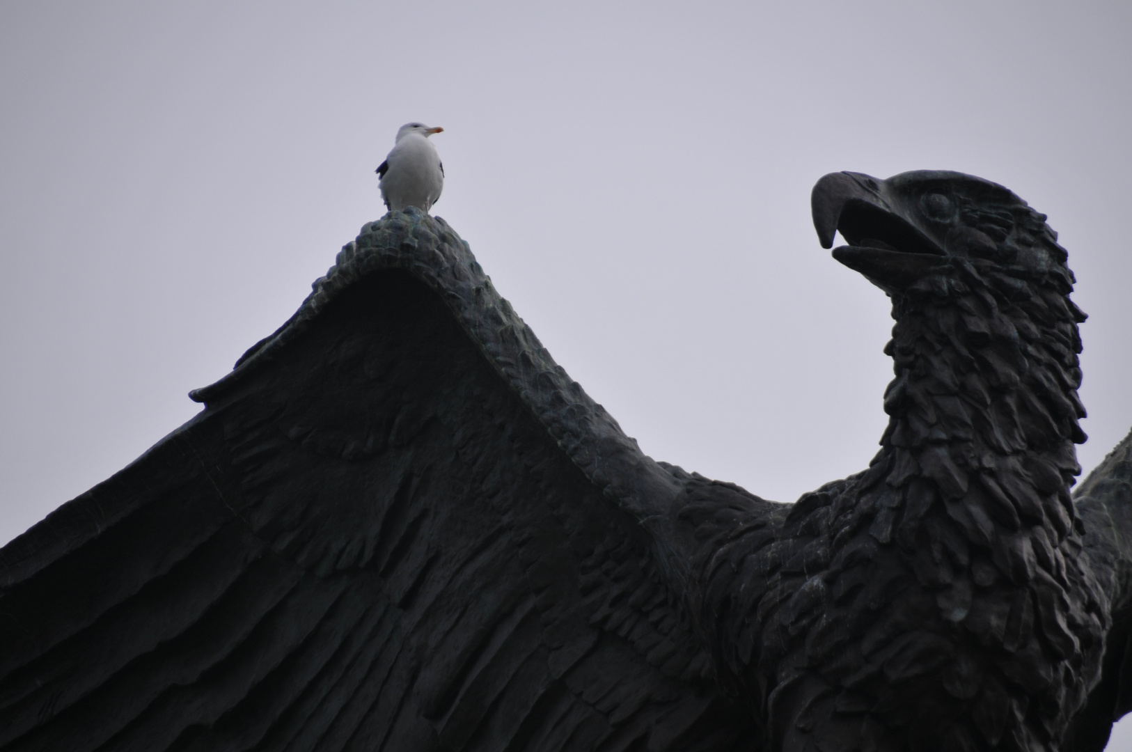 Möwe und Adler