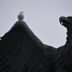 Möwe und Adler