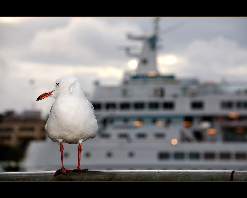 Möwe und Albatros