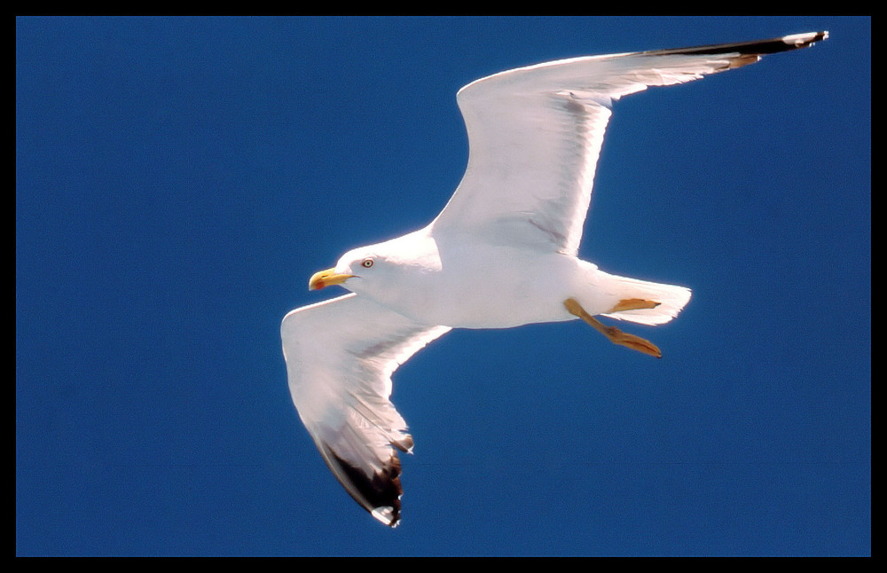 Möwe und blauer Himmel