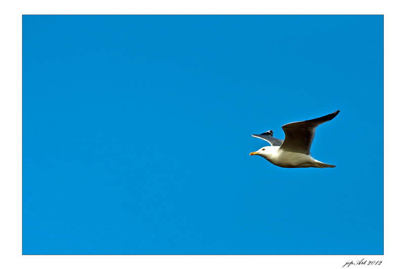 Möwe und blauer Himmel...