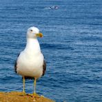 Möwe und Boot