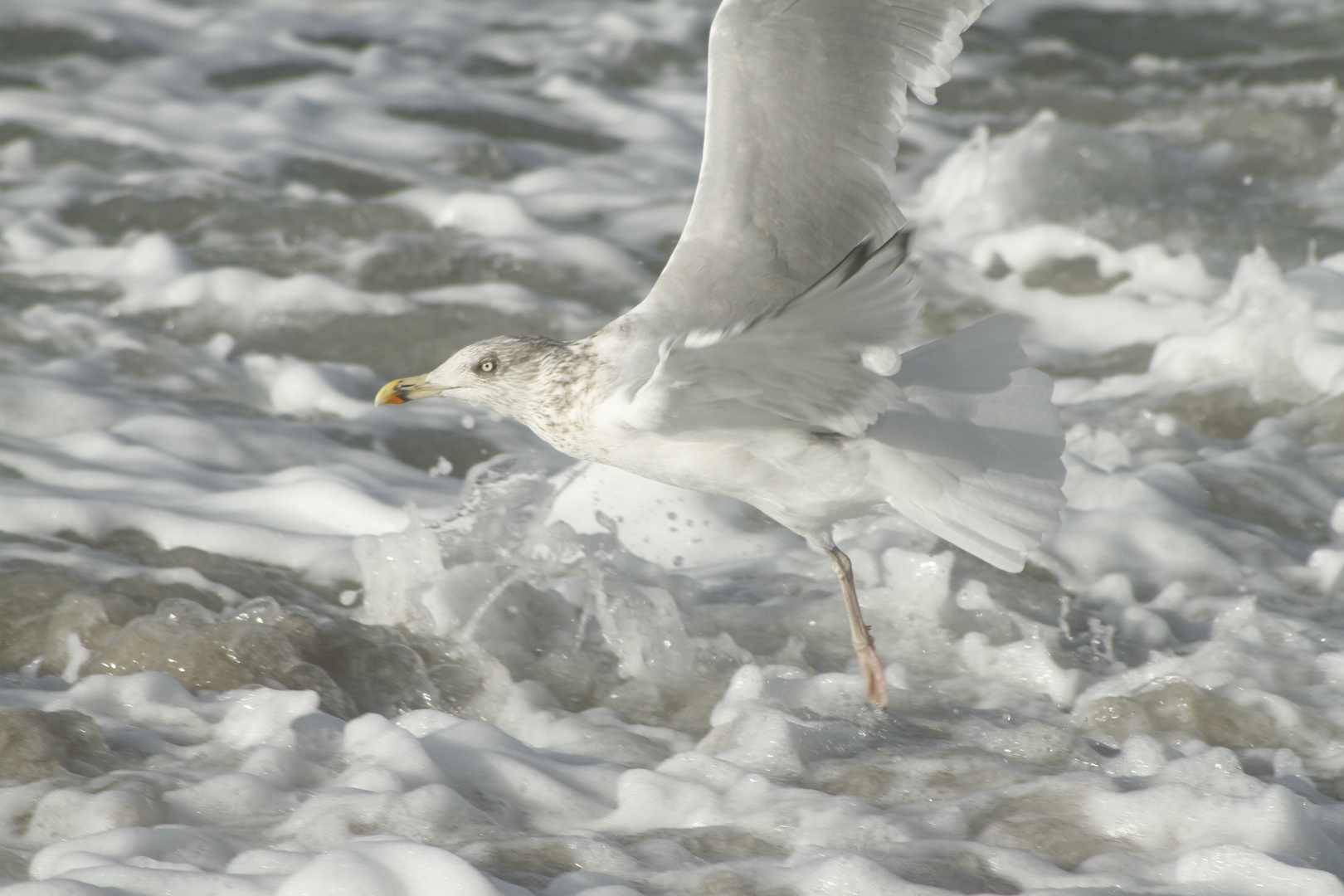 Möwe und Brandung