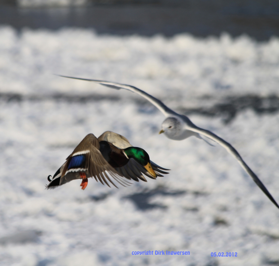 Möwe und Ente im Flug