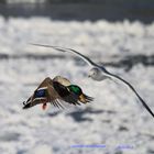 Möwe und Ente im Flug