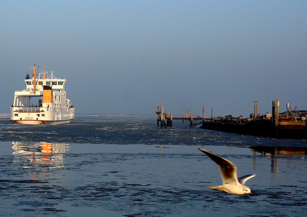 Möwe und Fähre im Winter