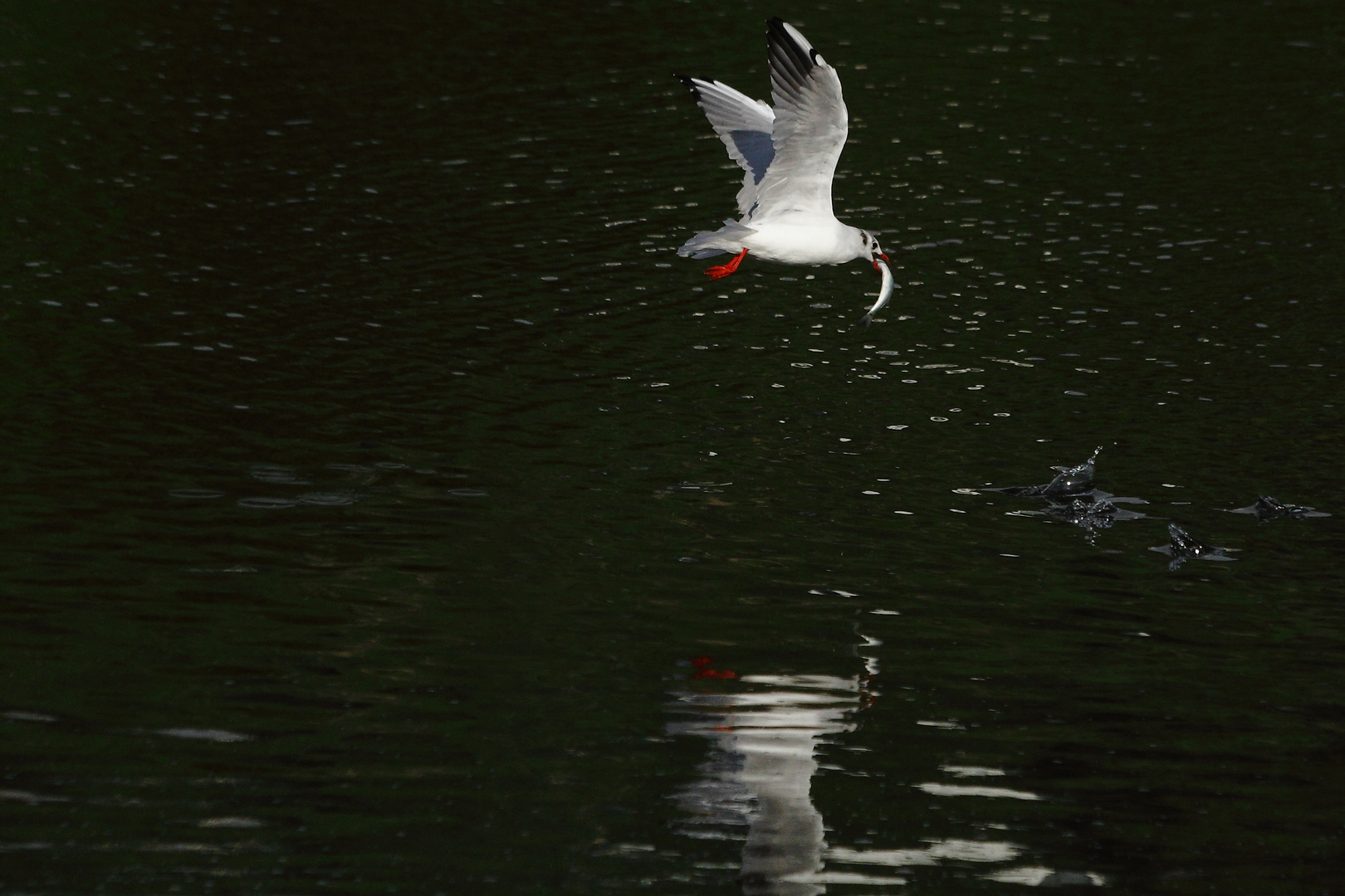 Möwe und Fang