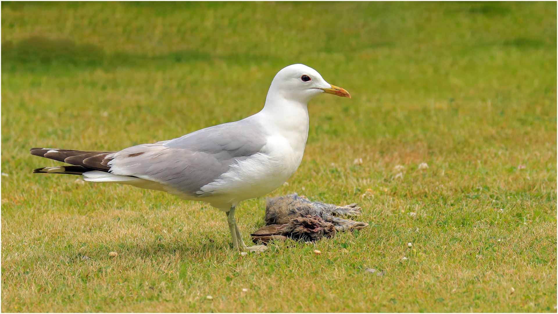 Möwe und Häschen .....