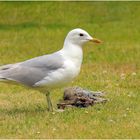 Möwe und Häschen .....