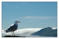 Möwe und Ihre Aussicht...