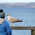 Möwe und Kind