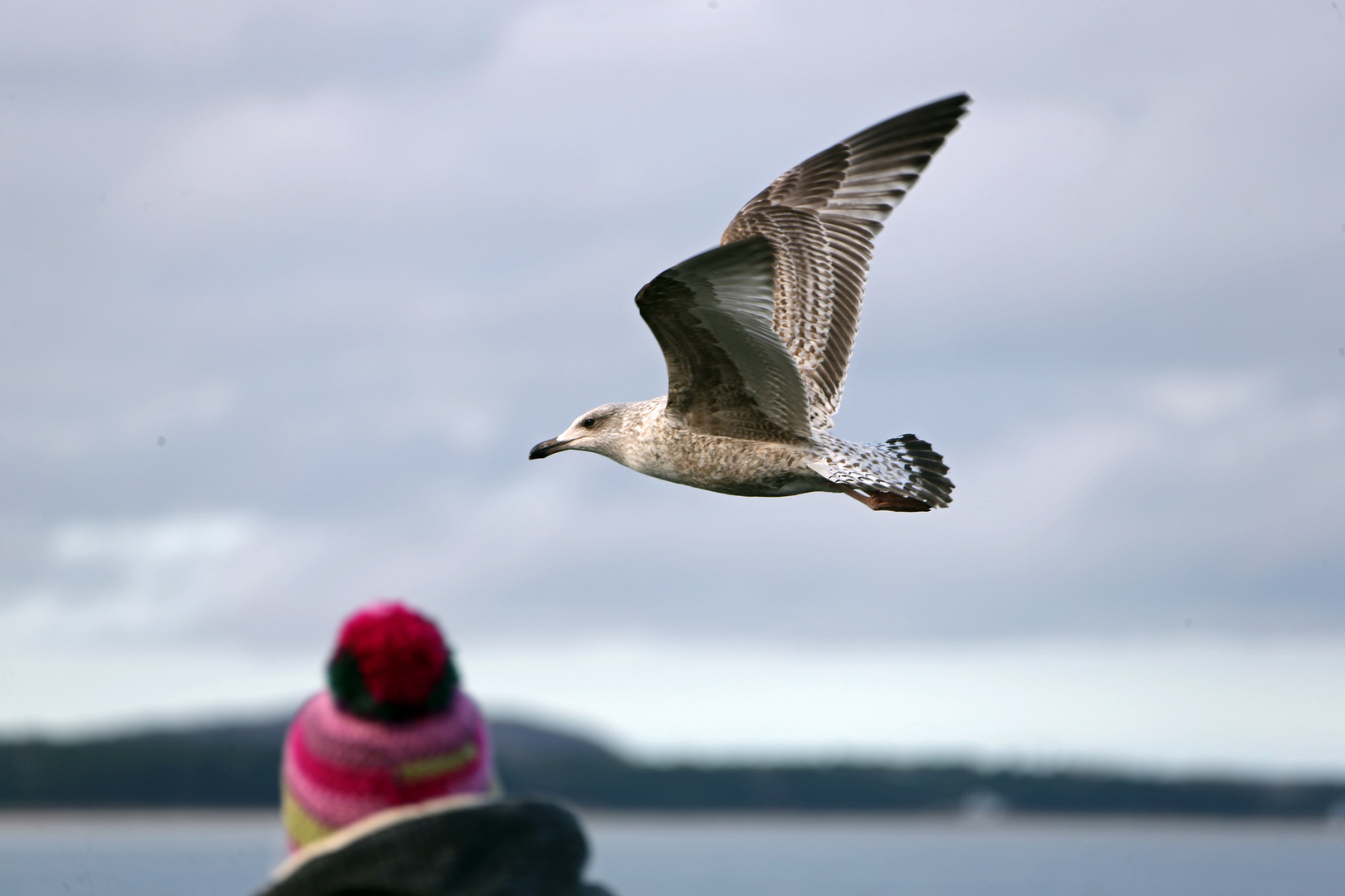 Möwe und Kind