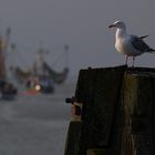 Möwe und Krabbenkutter