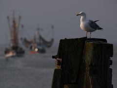 Möwe und Krabbenkutter