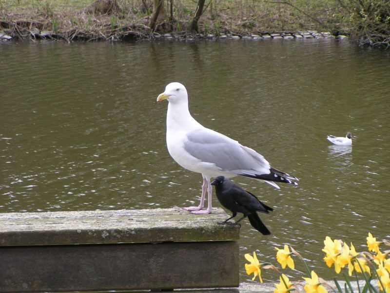 Möwe und Krähe