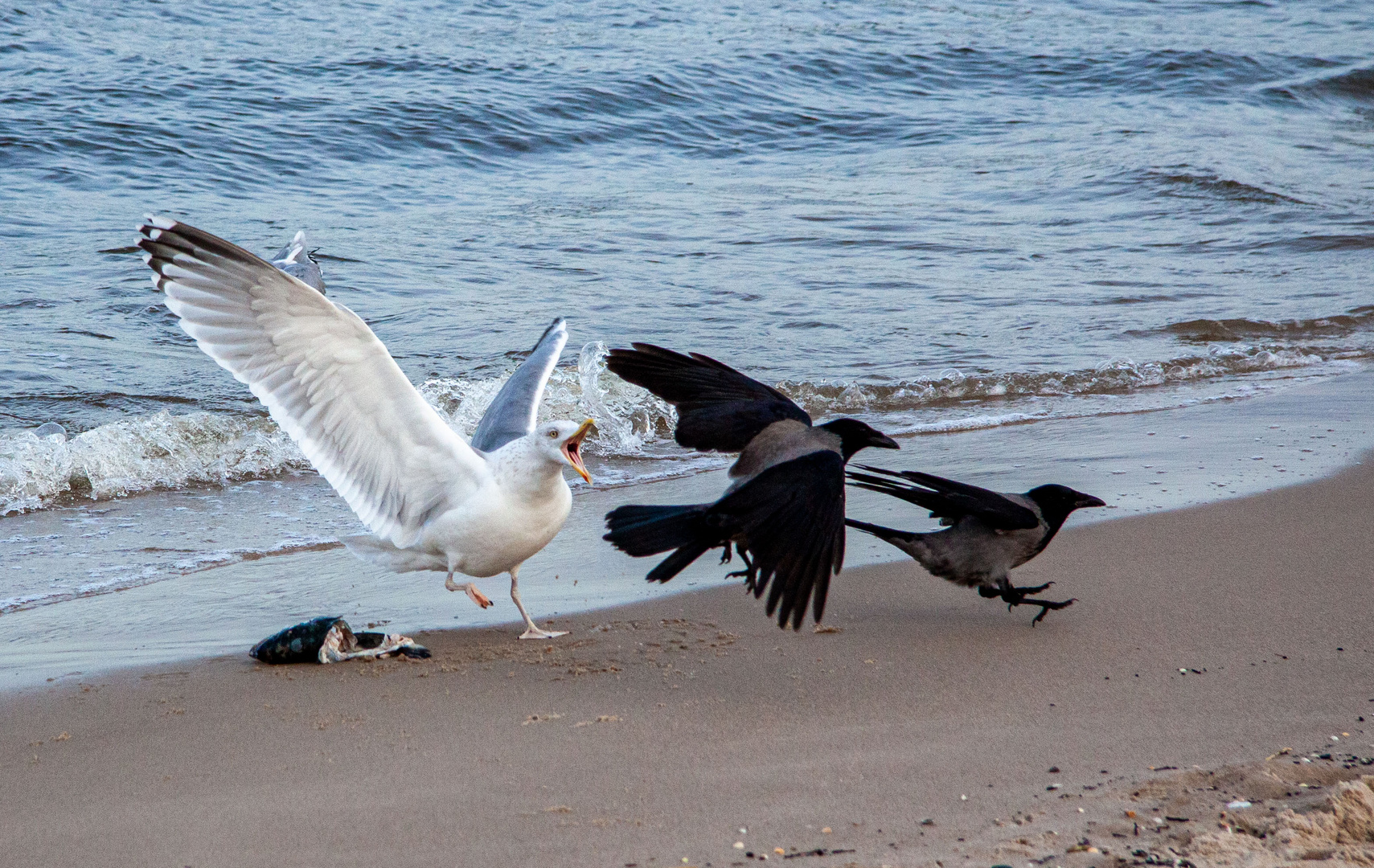 Möwe und Krähen