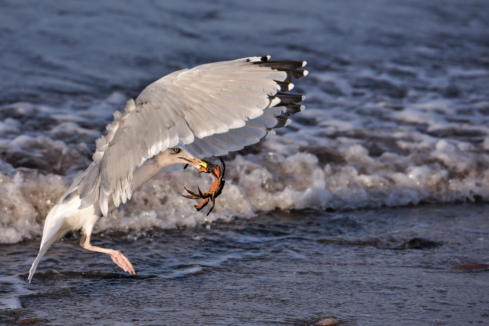 Möwe und Krebs