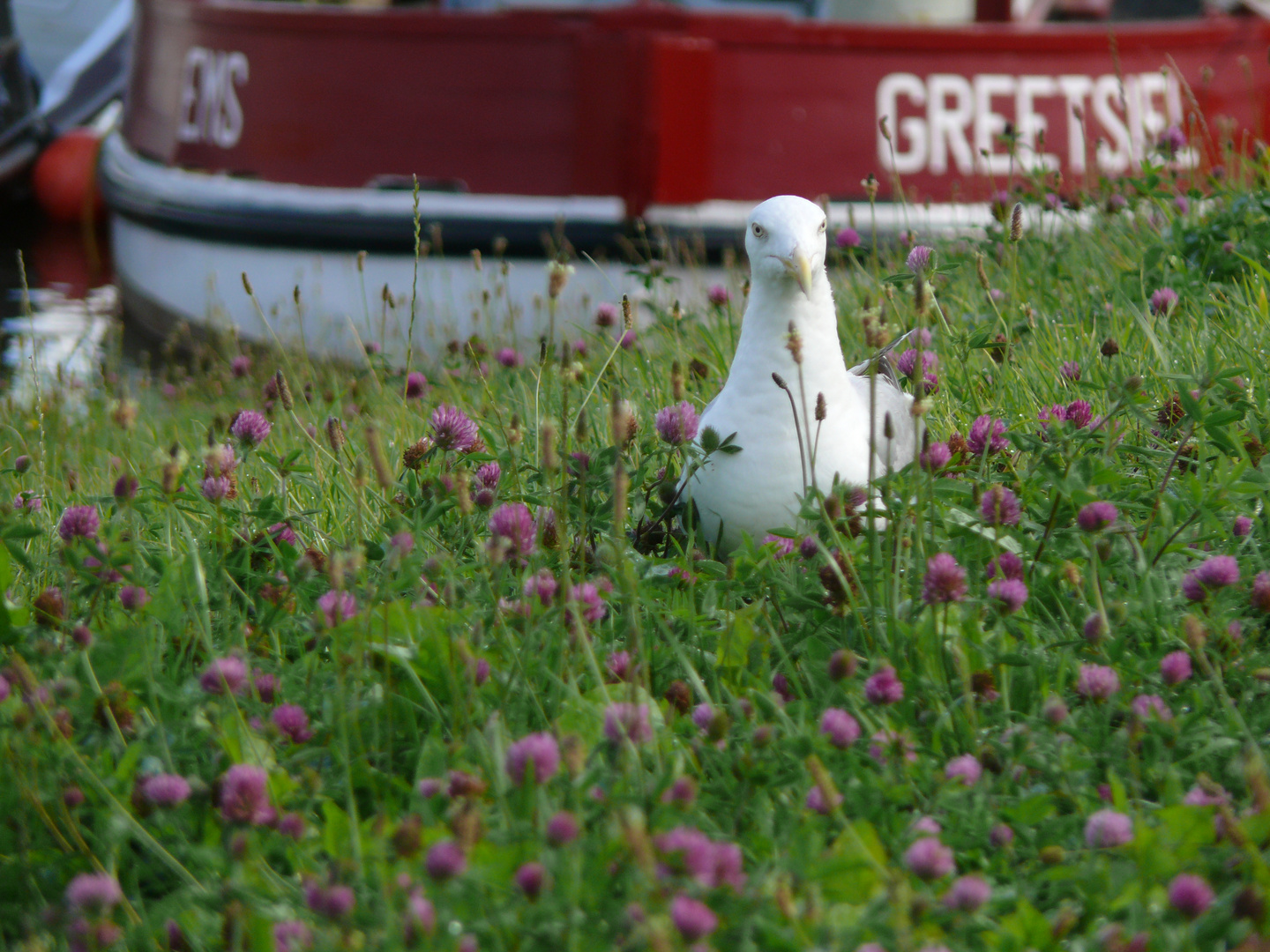 Möwe und Kutter