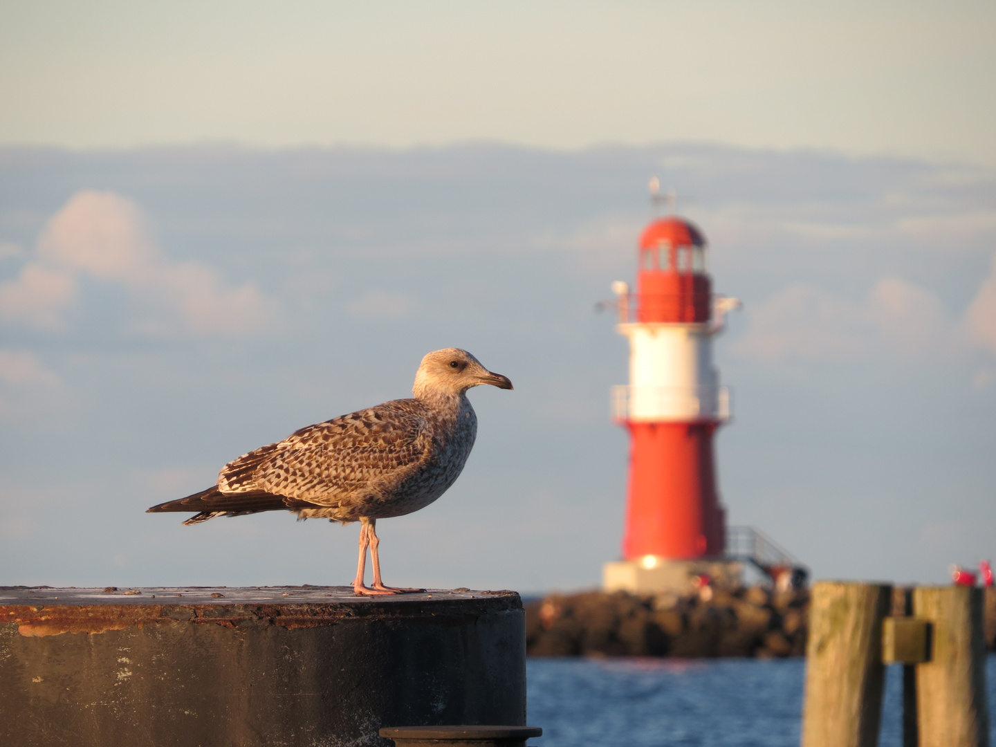 Möwe und Leuchtturm