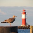 Möwe und Leuchtturm