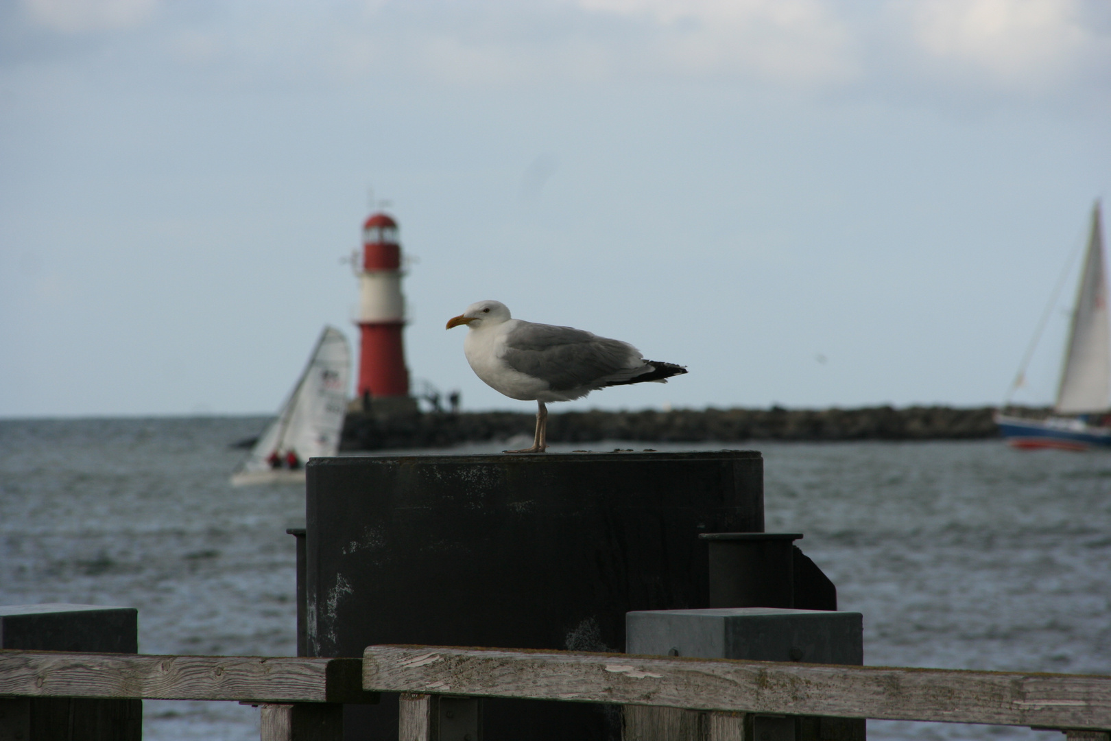 Möwe und Leuchturm