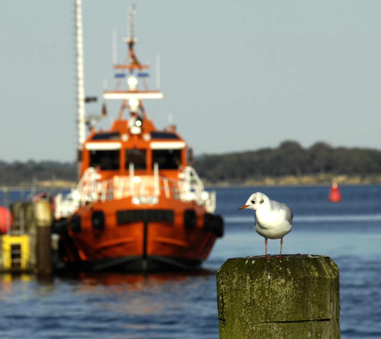 Möwe und Lotsenboot