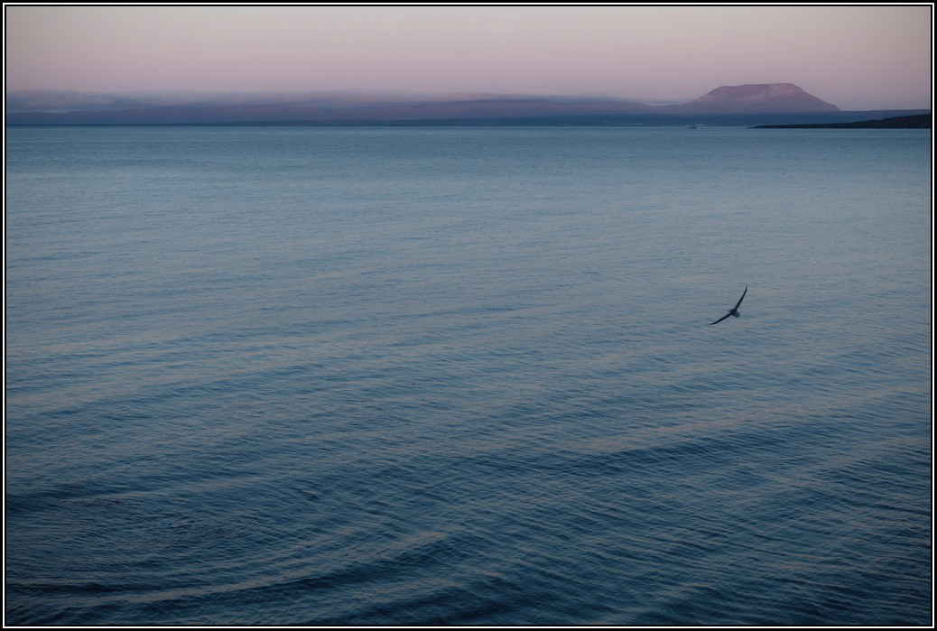 Möwe und Meer