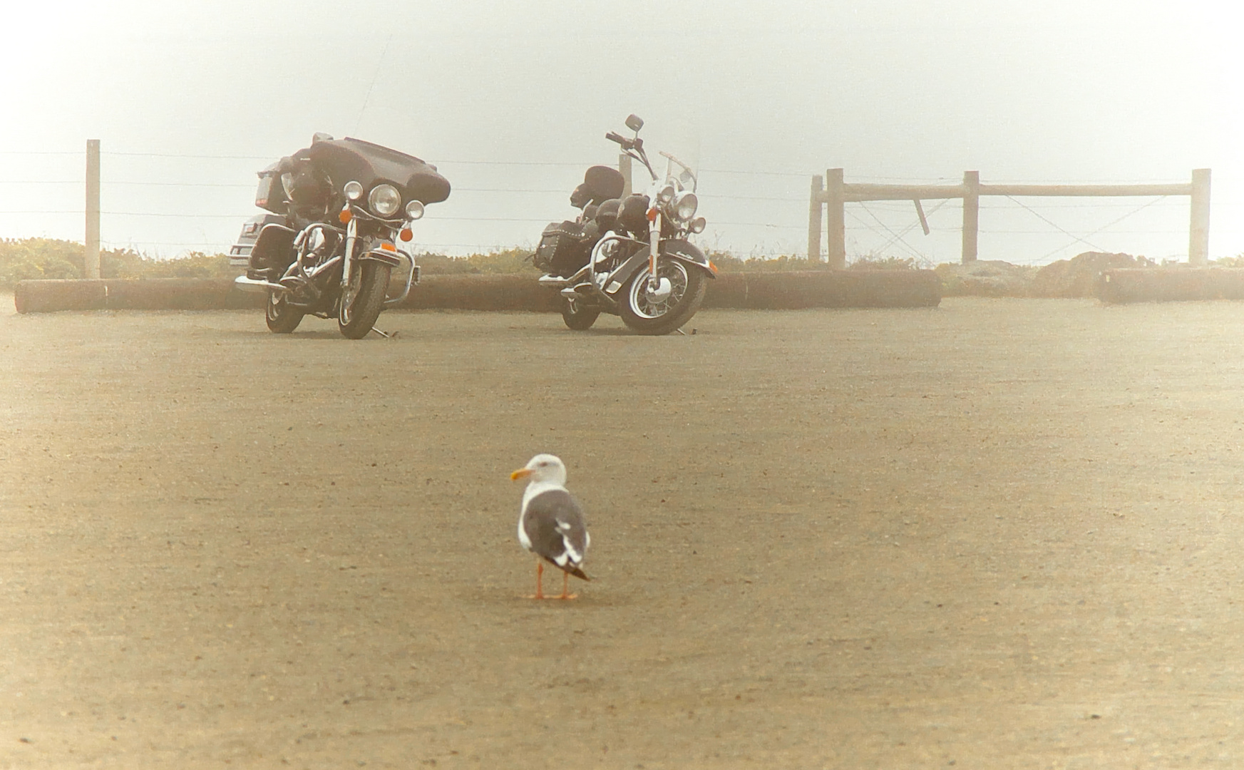 Möwe und Motorräder im Nebel