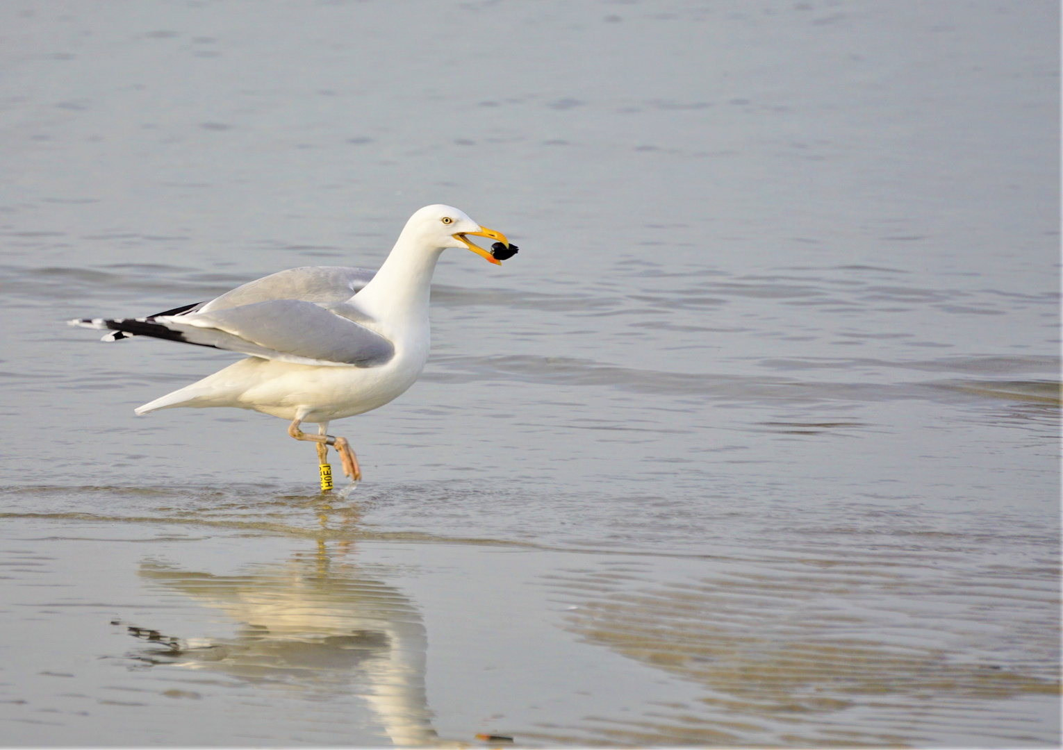 Möwe und Muschel