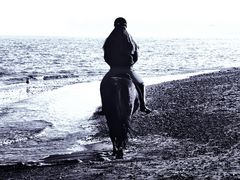 Möwe und Pferd am Strand ...