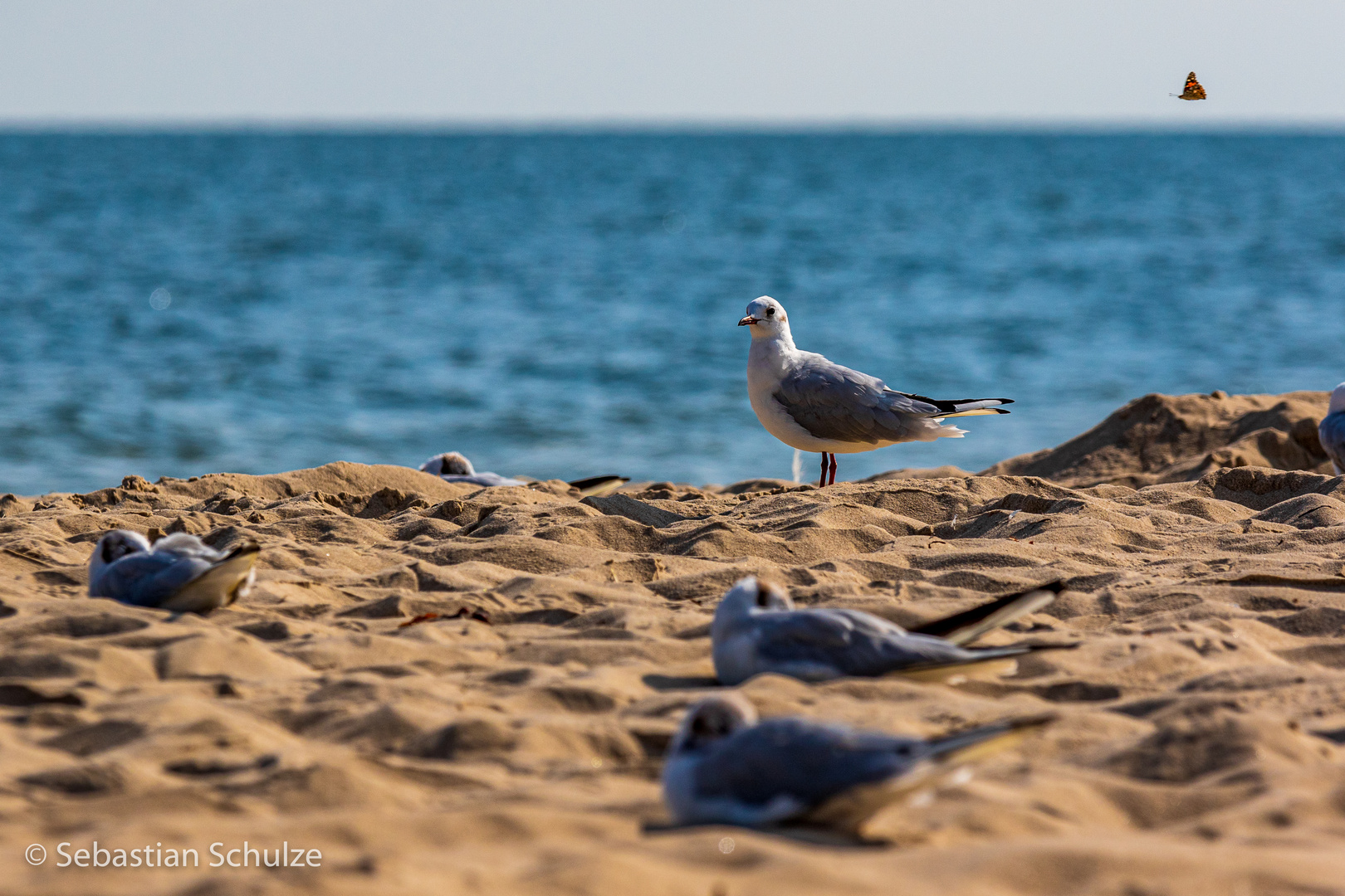 Möwe und Schmetterling