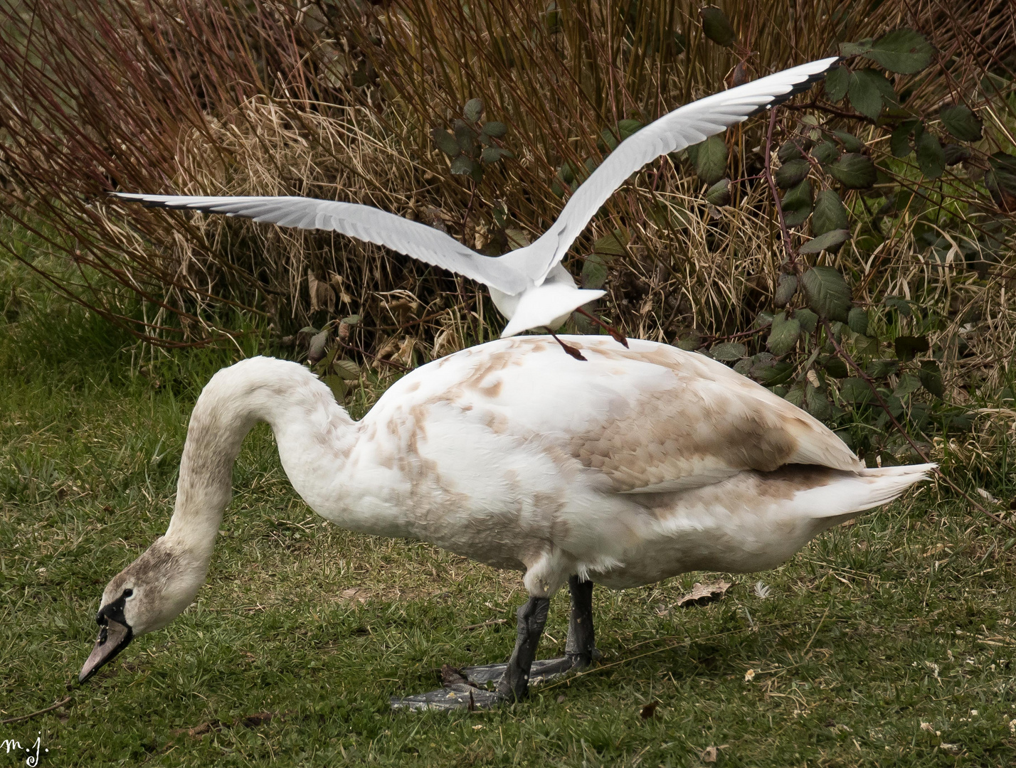 Möwe und Schwan