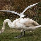 Möwe und Schwan