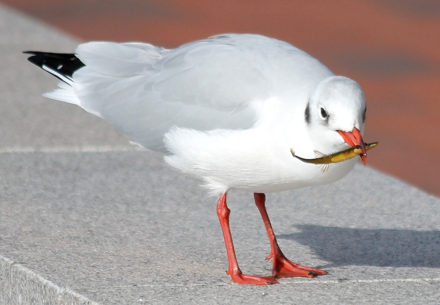 Möwe und Seenadel