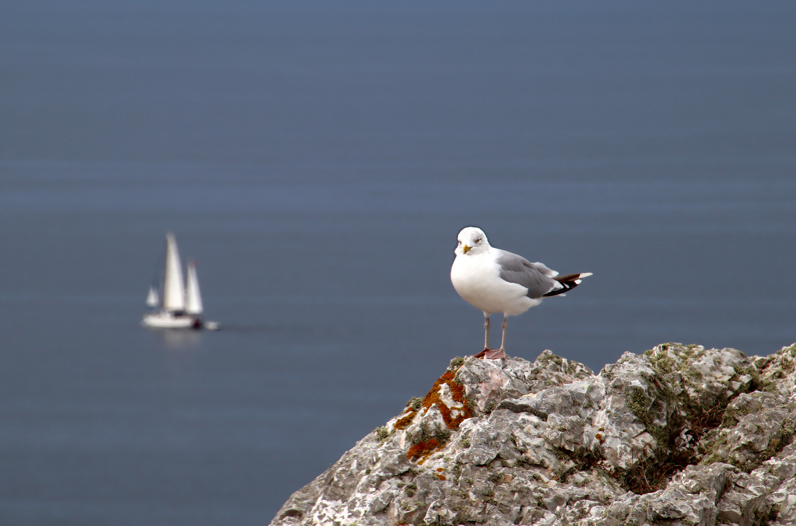 Möwe und Segelboot