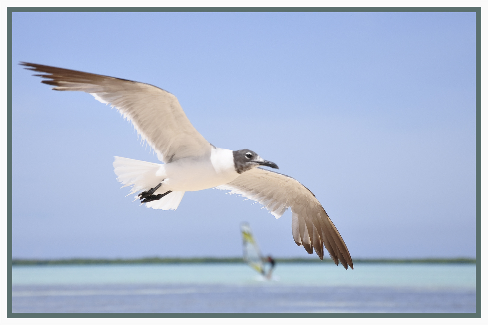 Möwe und Surfer