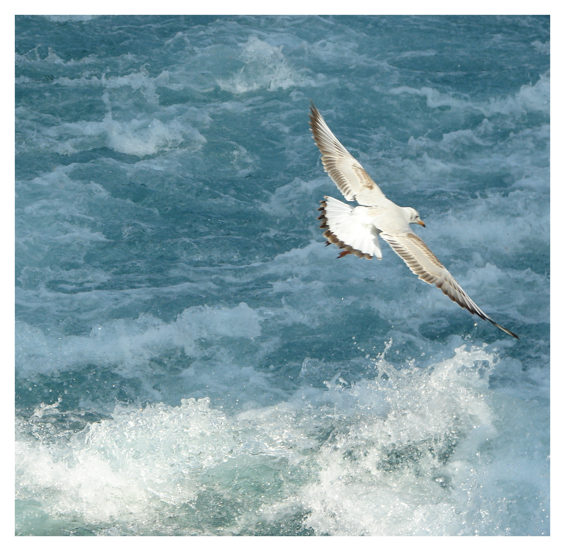 Möwe und Wasserstrudel