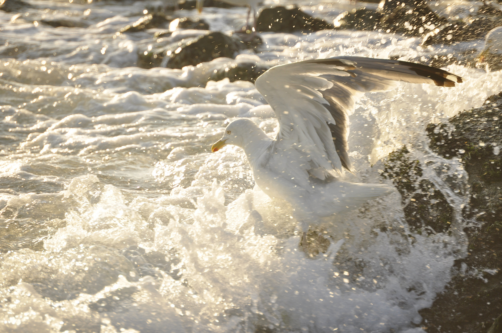 Möwe und Welle