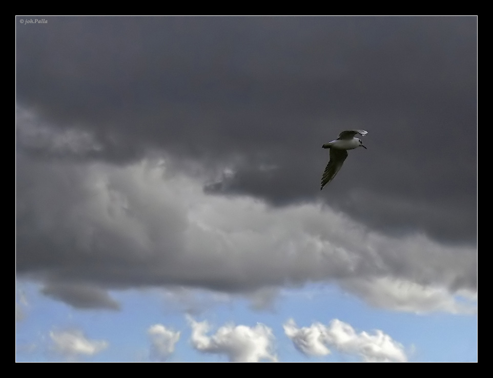 Möwe und Wolken