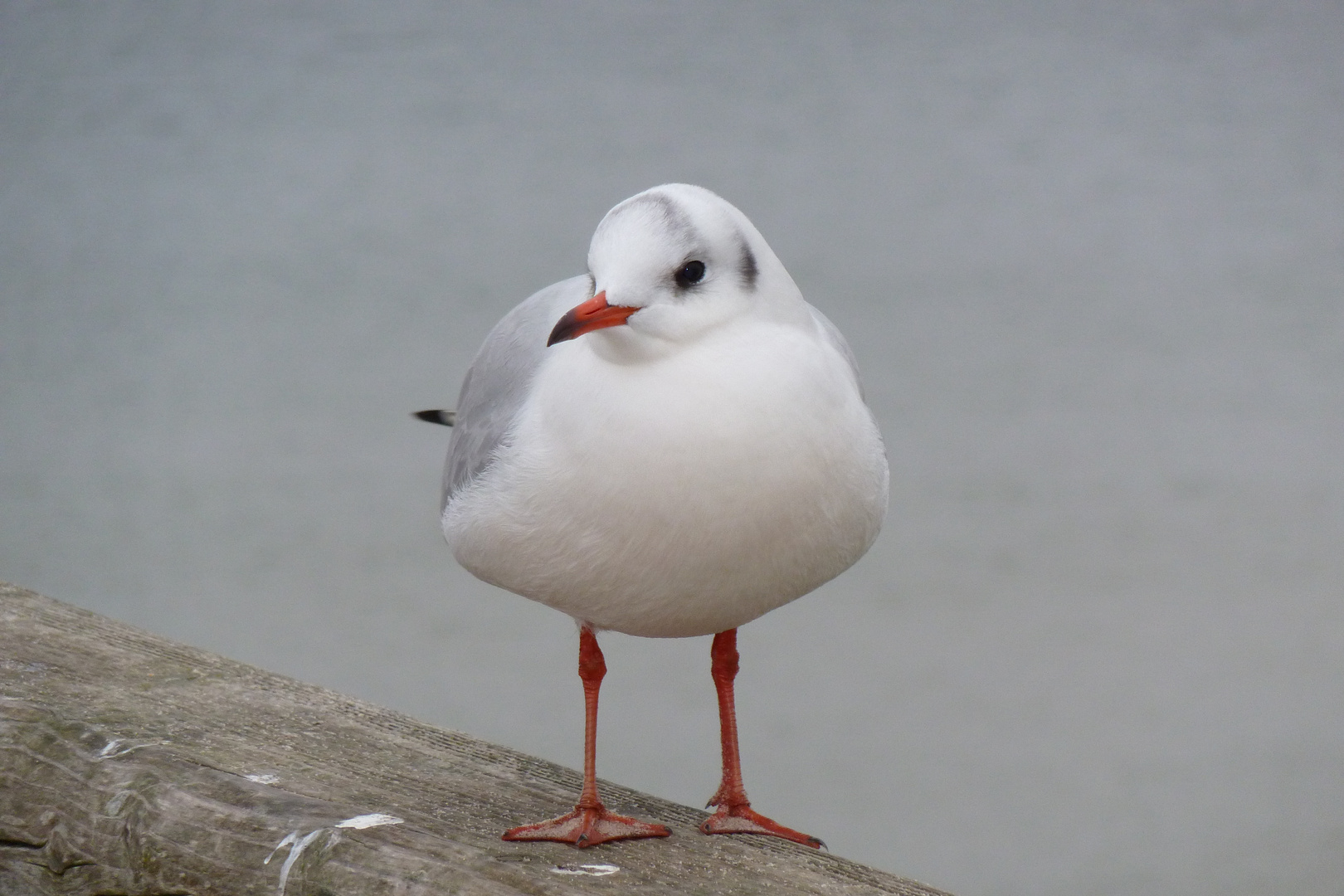 Möwe Usedom