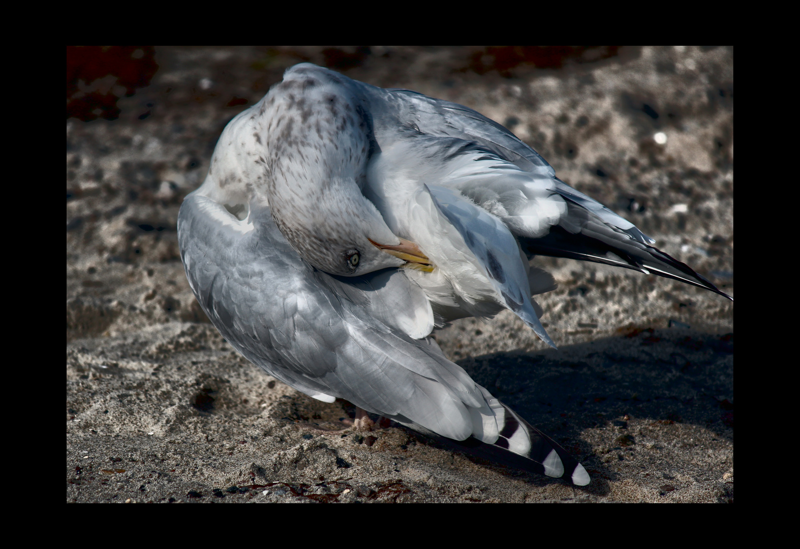 Möwe verdreht